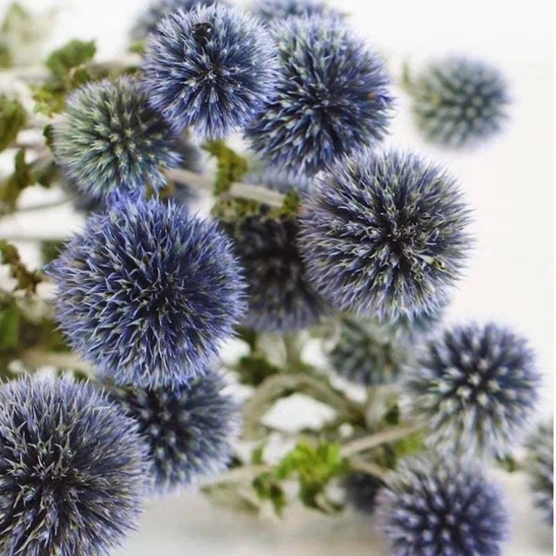 Dried Blue Thistle Flowers Bouquet