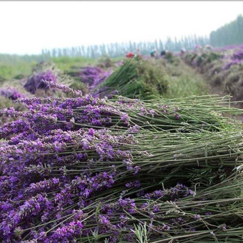 Natural Dried Lavender Flowers