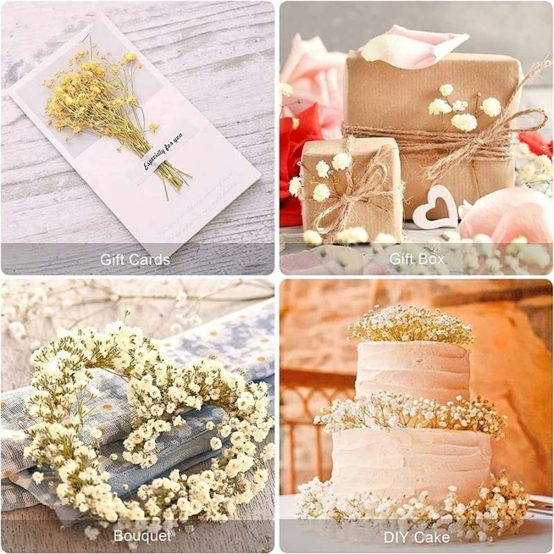 Natural Baby's Breath: Dried Flowers (Gifts & Decor)