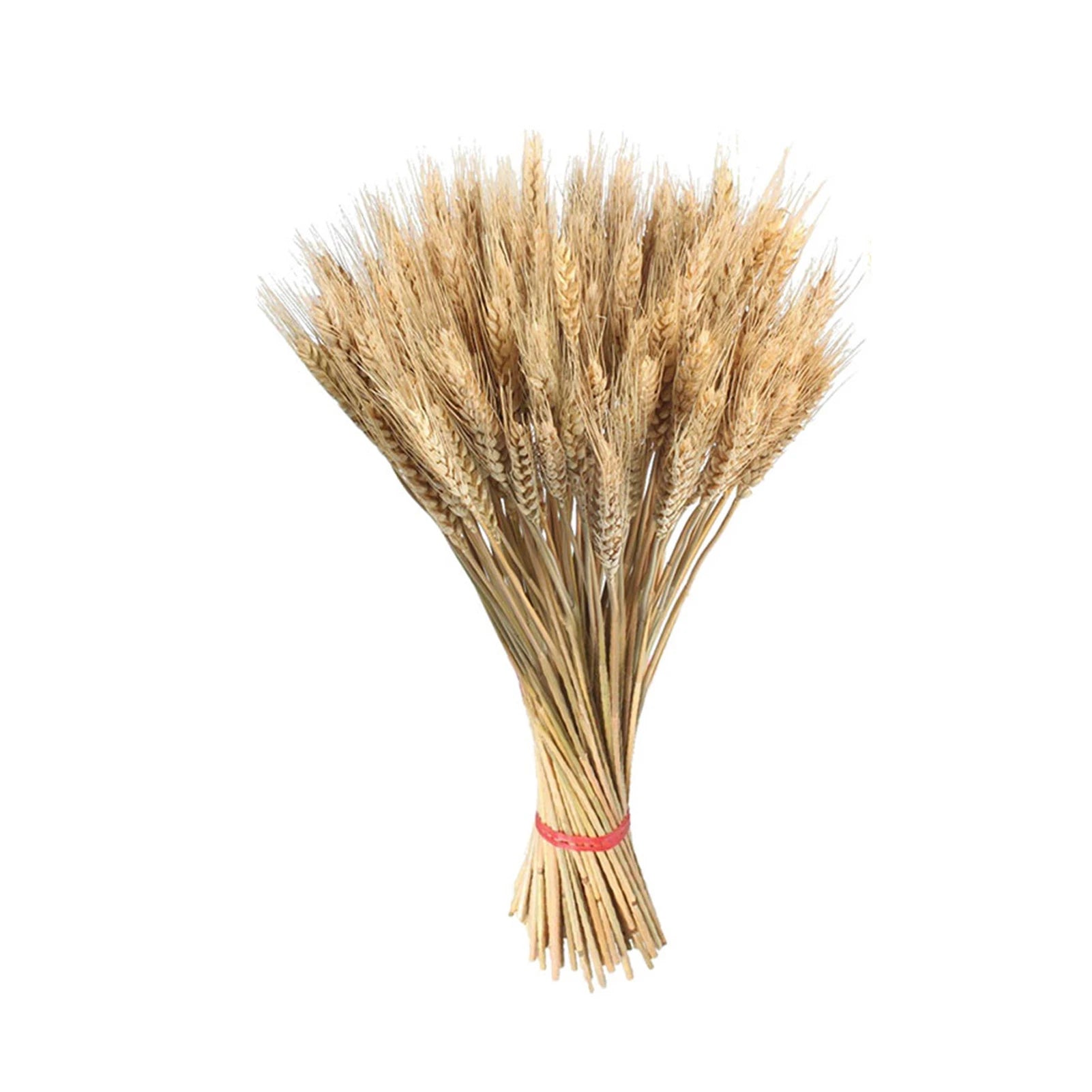 Natural Dried Wheat Stalks - 100PCS