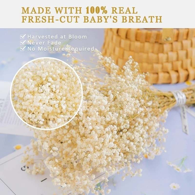 Natural Baby's Breath: Dried Flowers (Gifts & Decor)