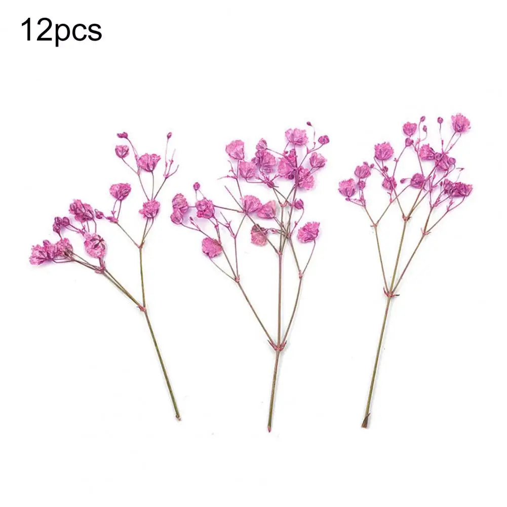 Charming Dried Gypsophila Flowers - 12 Pieces