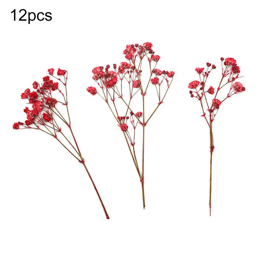 Charming Dried Gypsophila Flowers - 12 Pieces