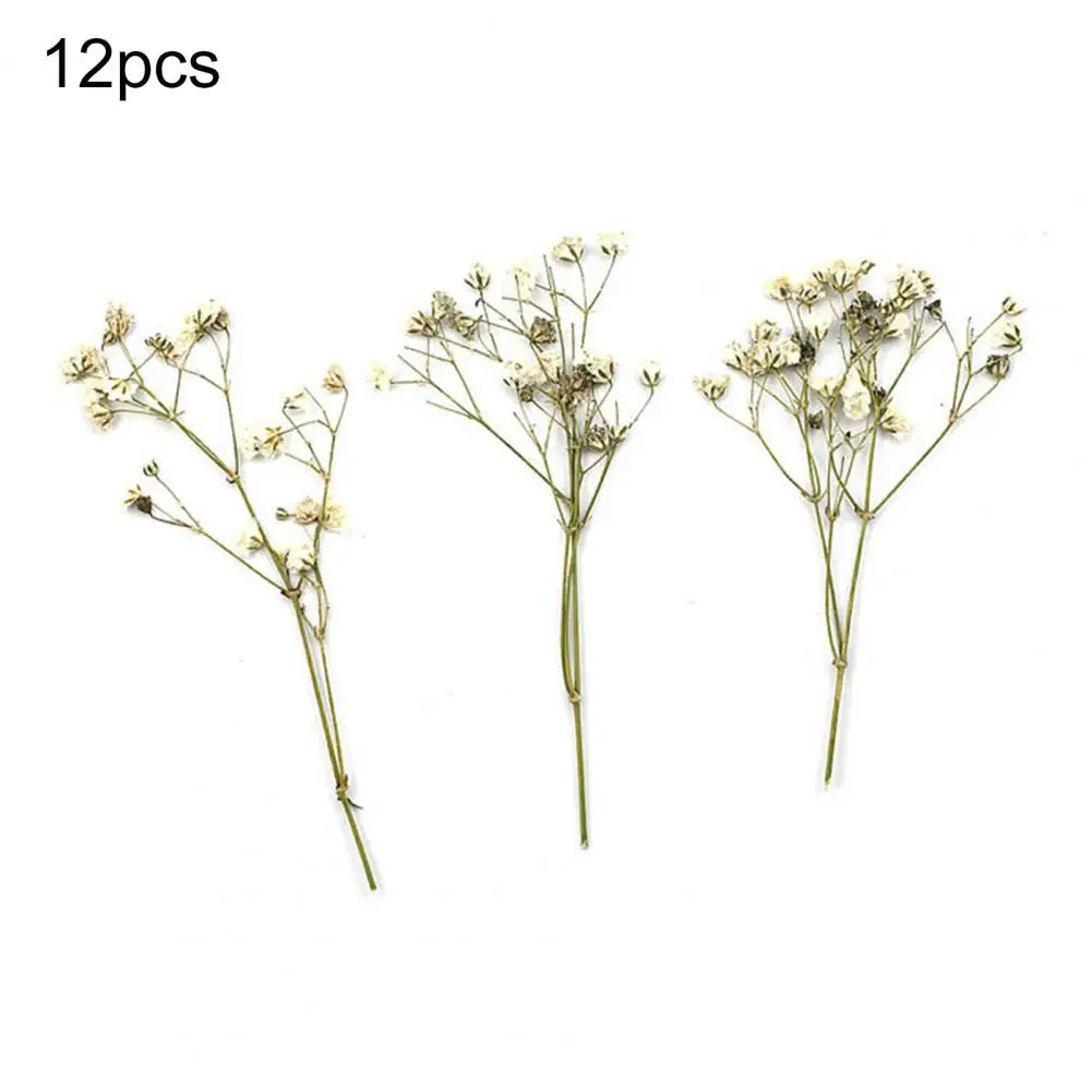 Charming Dried Gypsophila Flowers - 12 Pieces