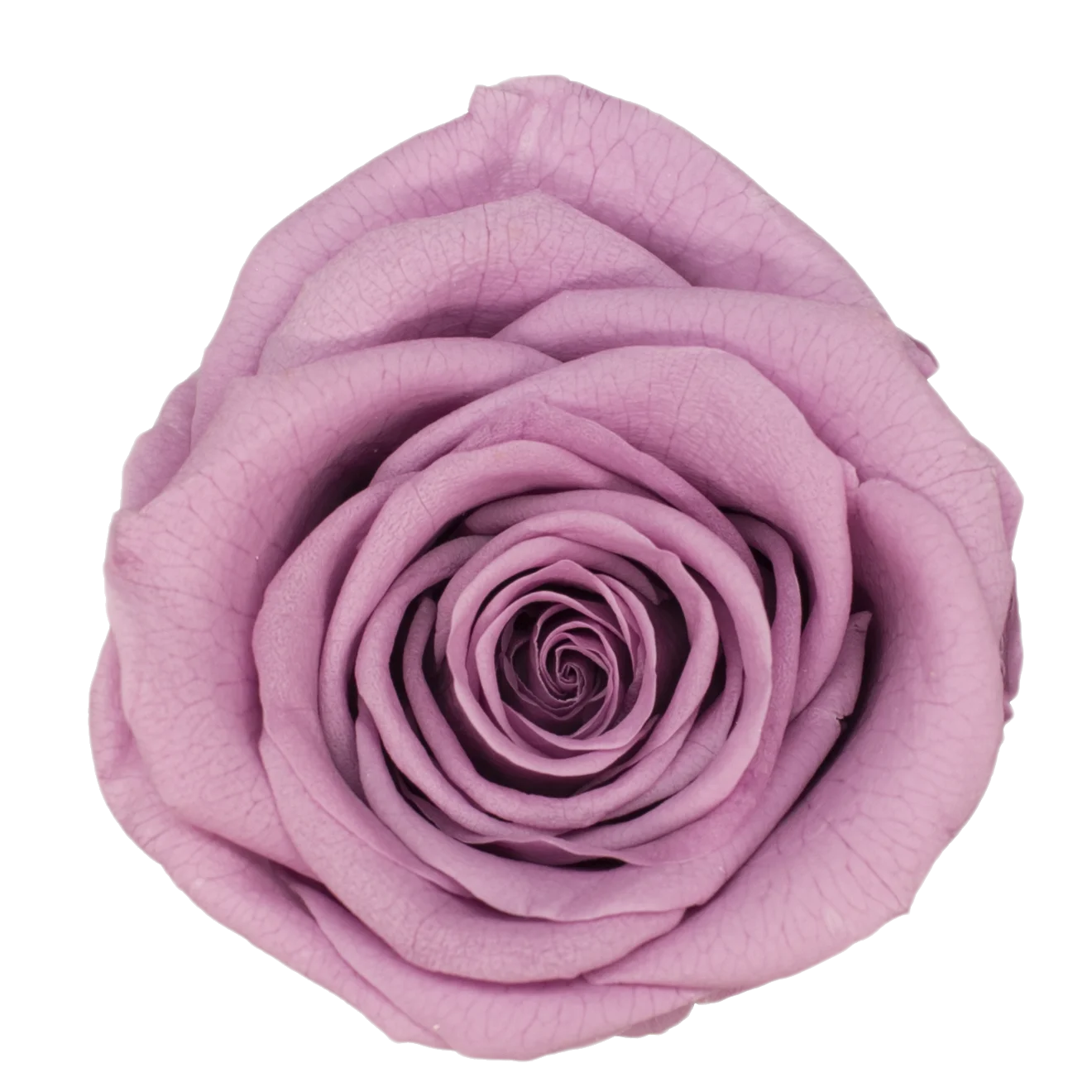 Preserved Natural Real Rose Heads - Immortal and Long Lasting