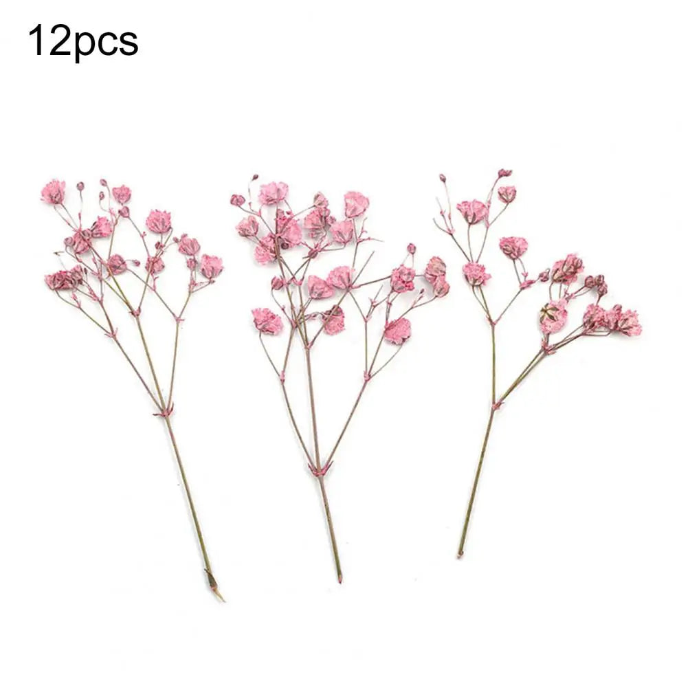 Charming Dried Gypsophila Flowers - 12 Pieces