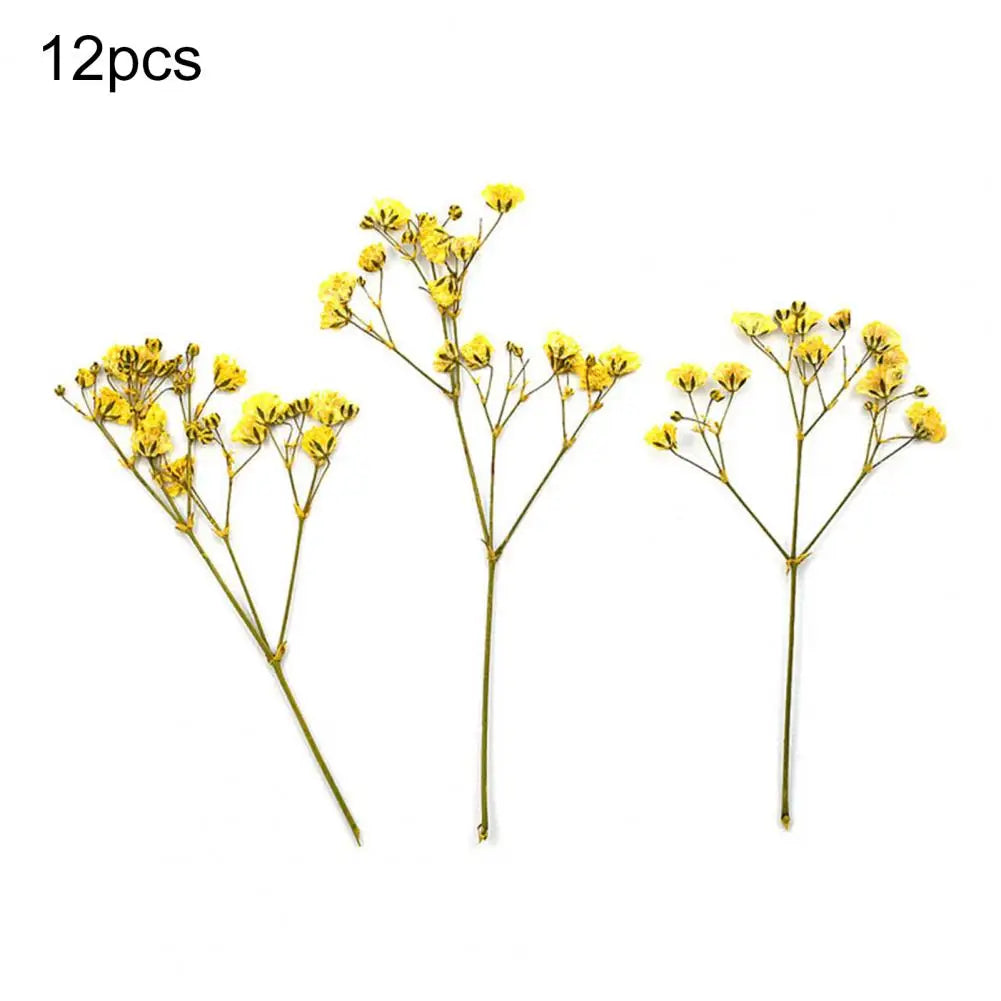 Charming Dried Gypsophila Flowers - 12 Pieces