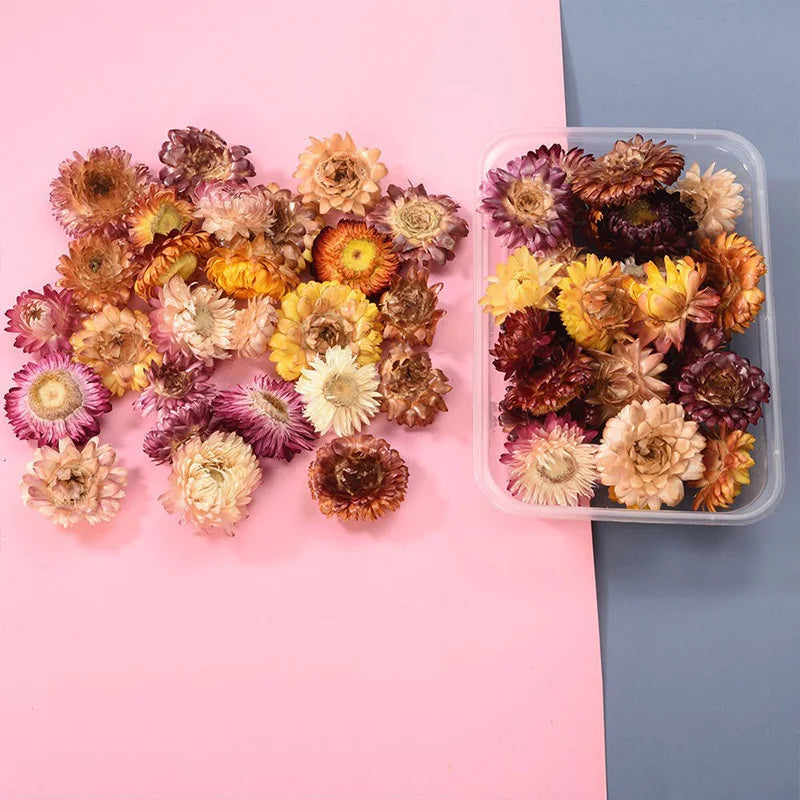 1 Box Real Natural Dried Flowers