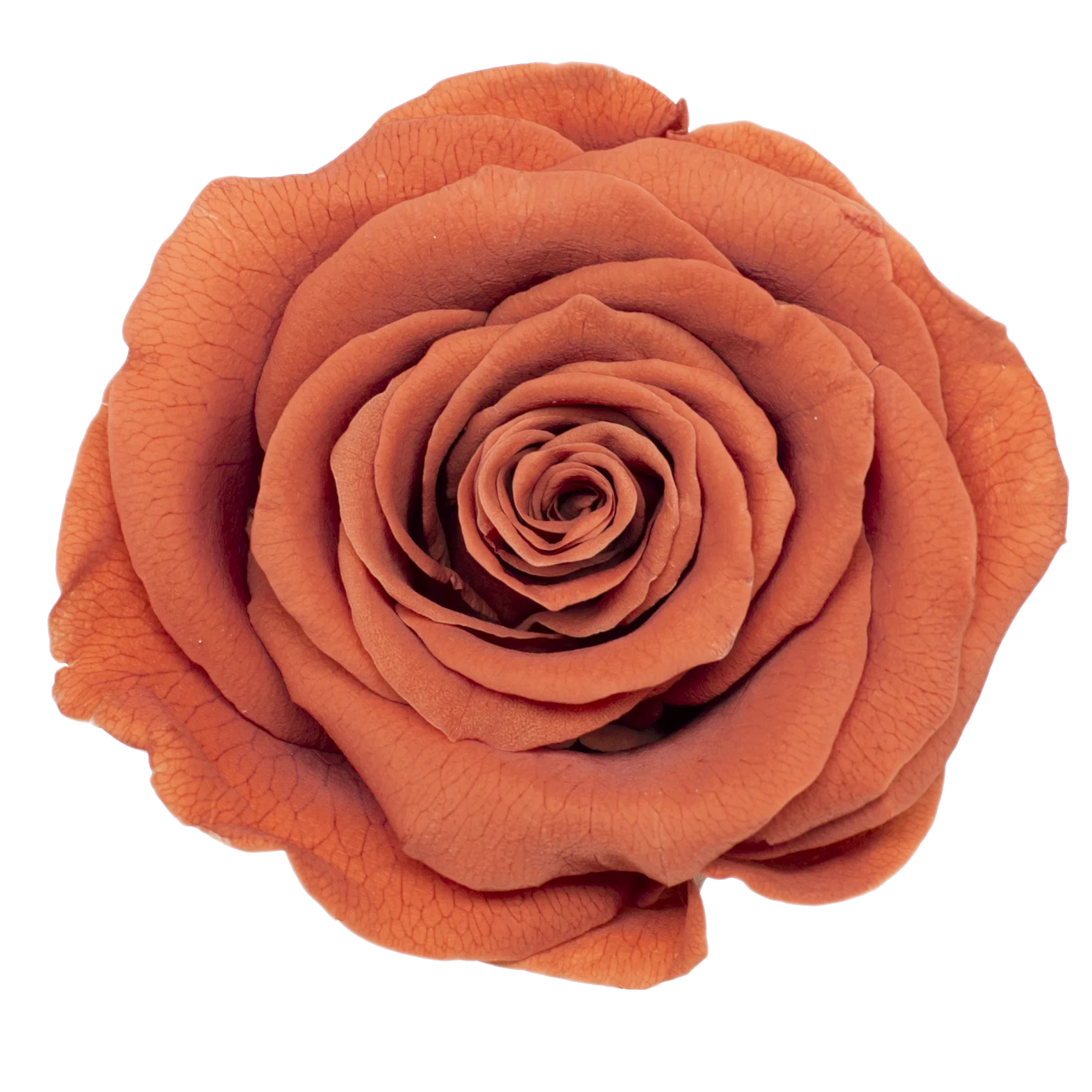 Preserved Natural Real Rose Heads - Immortal and Long Lasting