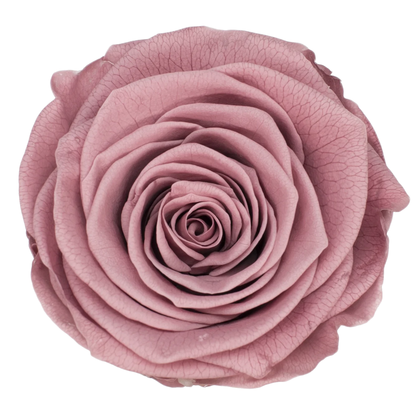 Preserved Natural Real Rose Heads - Immortal and Long Lasting