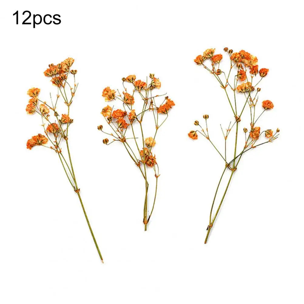 Charming Dried Gypsophila Flowers - 12 Pieces