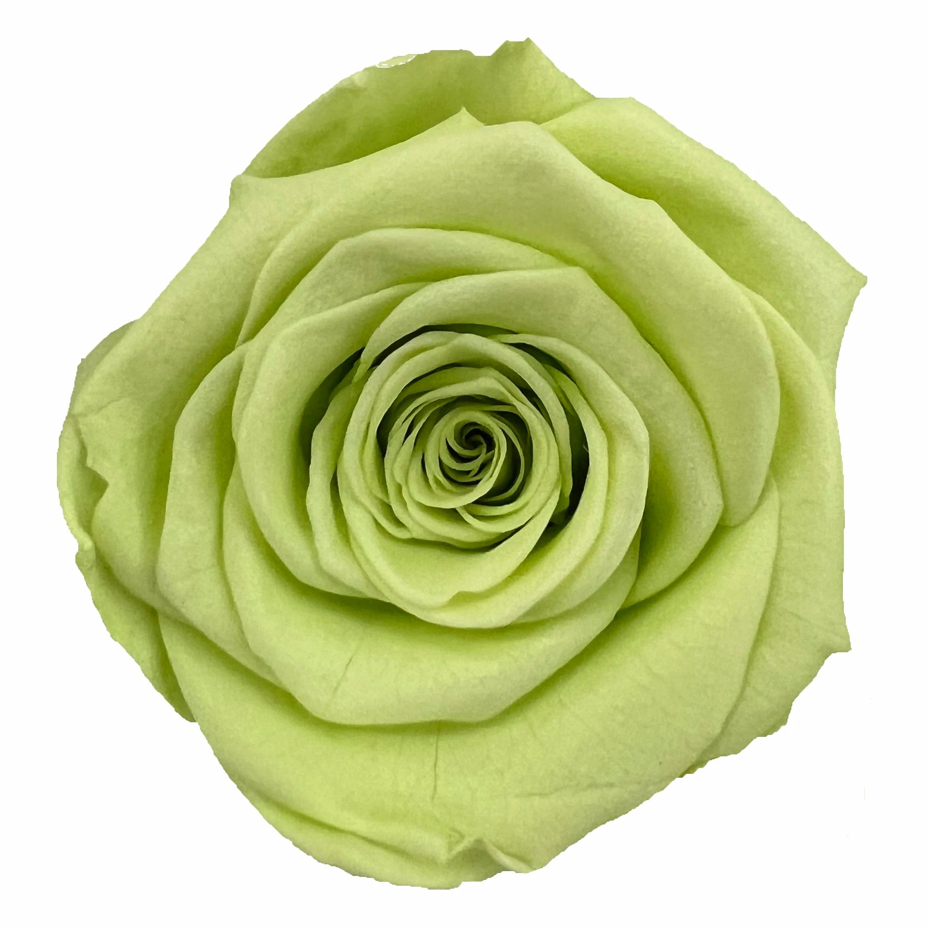 Preserved Natural Real Rose Heads - Immortal and Long Lasting