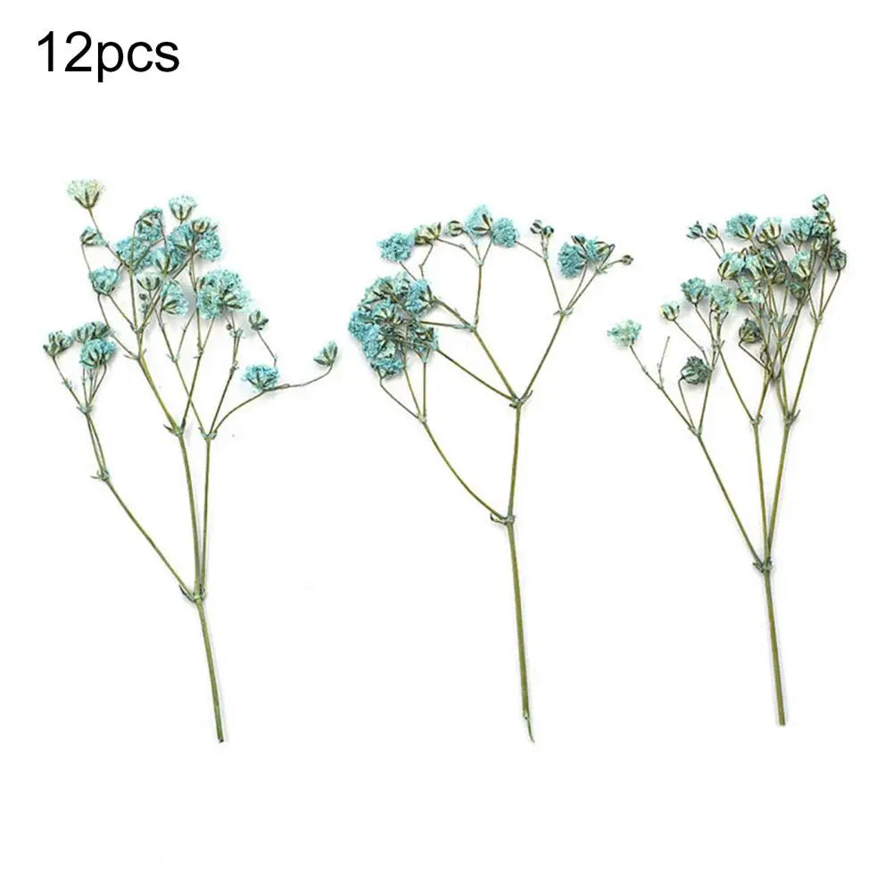 Charming Dried Gypsophila Flowers - 12 Pieces