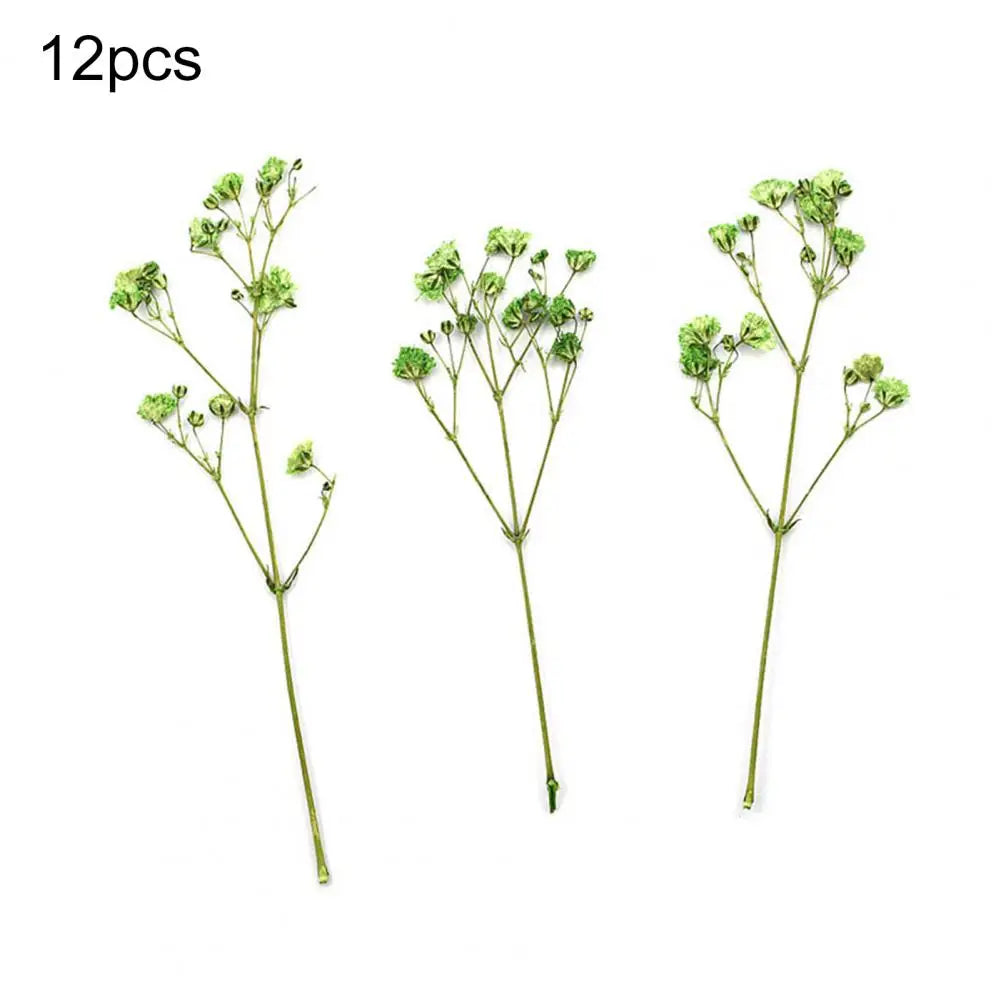 Charming Dried Gypsophila Flowers - 12 Pieces