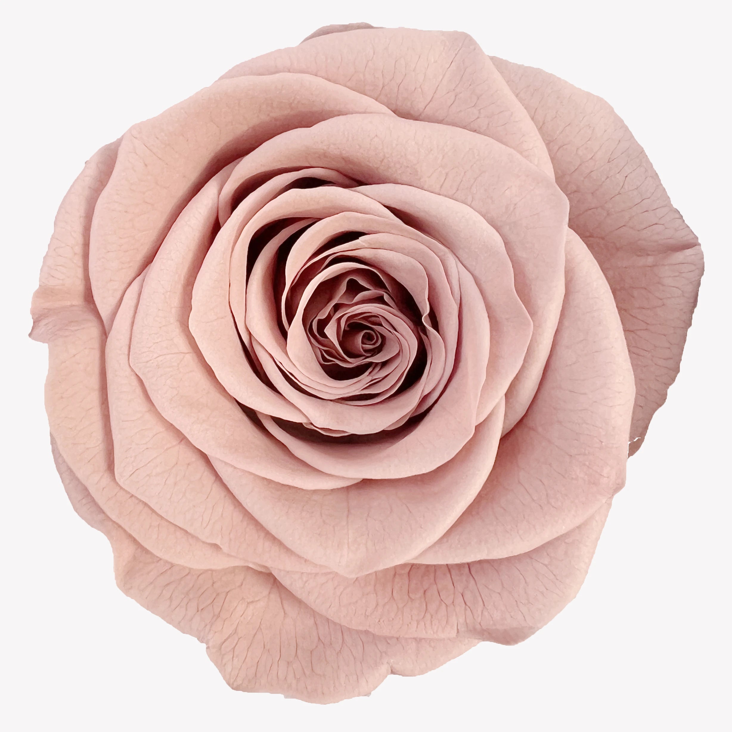 Preserved Natural Real Rose Heads - Immortal and Long Lasting