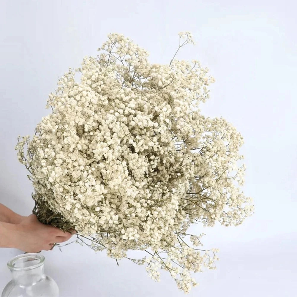 Natural Baby's Breath: Dried Flowers (Gifts & Decor)