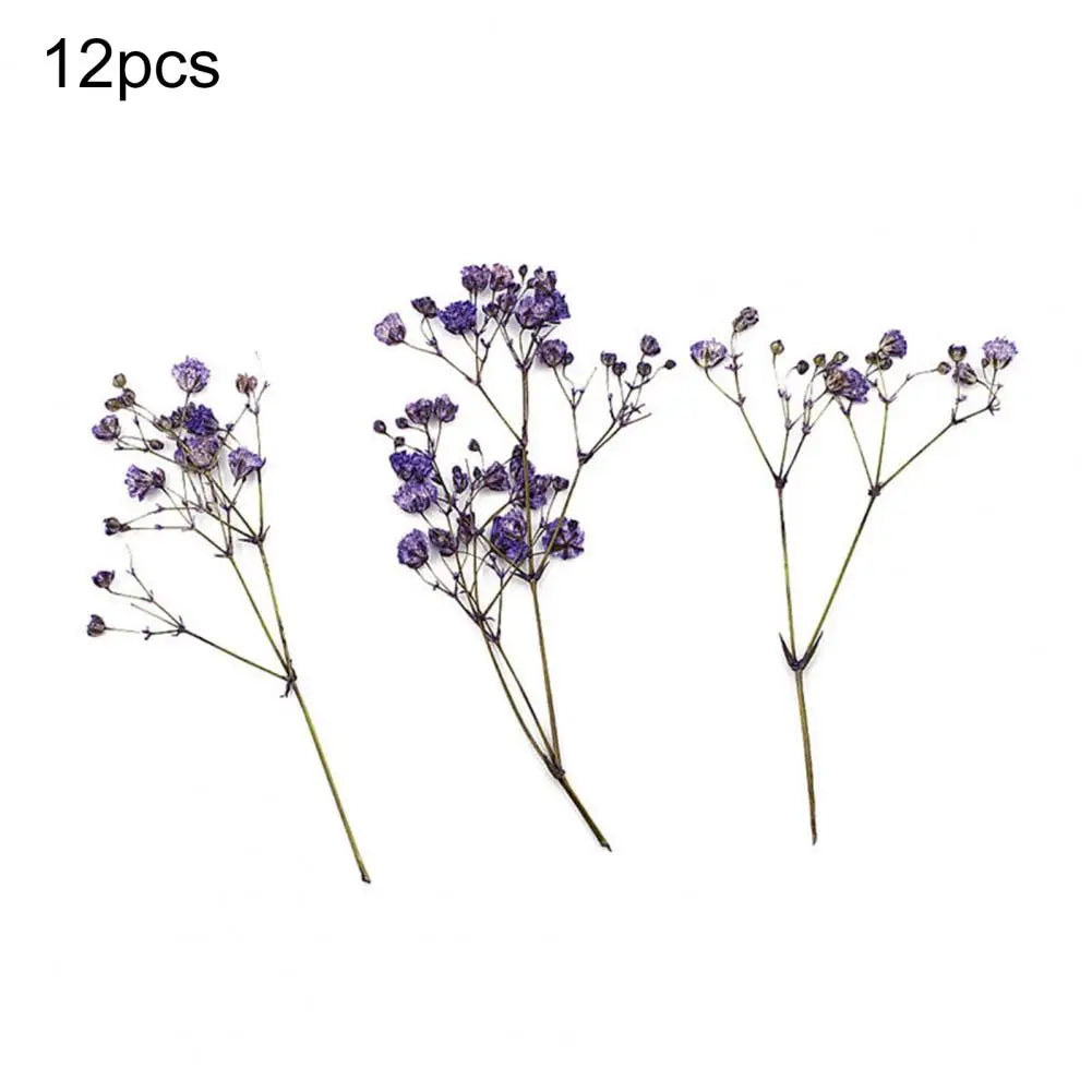 Charming Dried Gypsophila Flowers - 12 Pieces