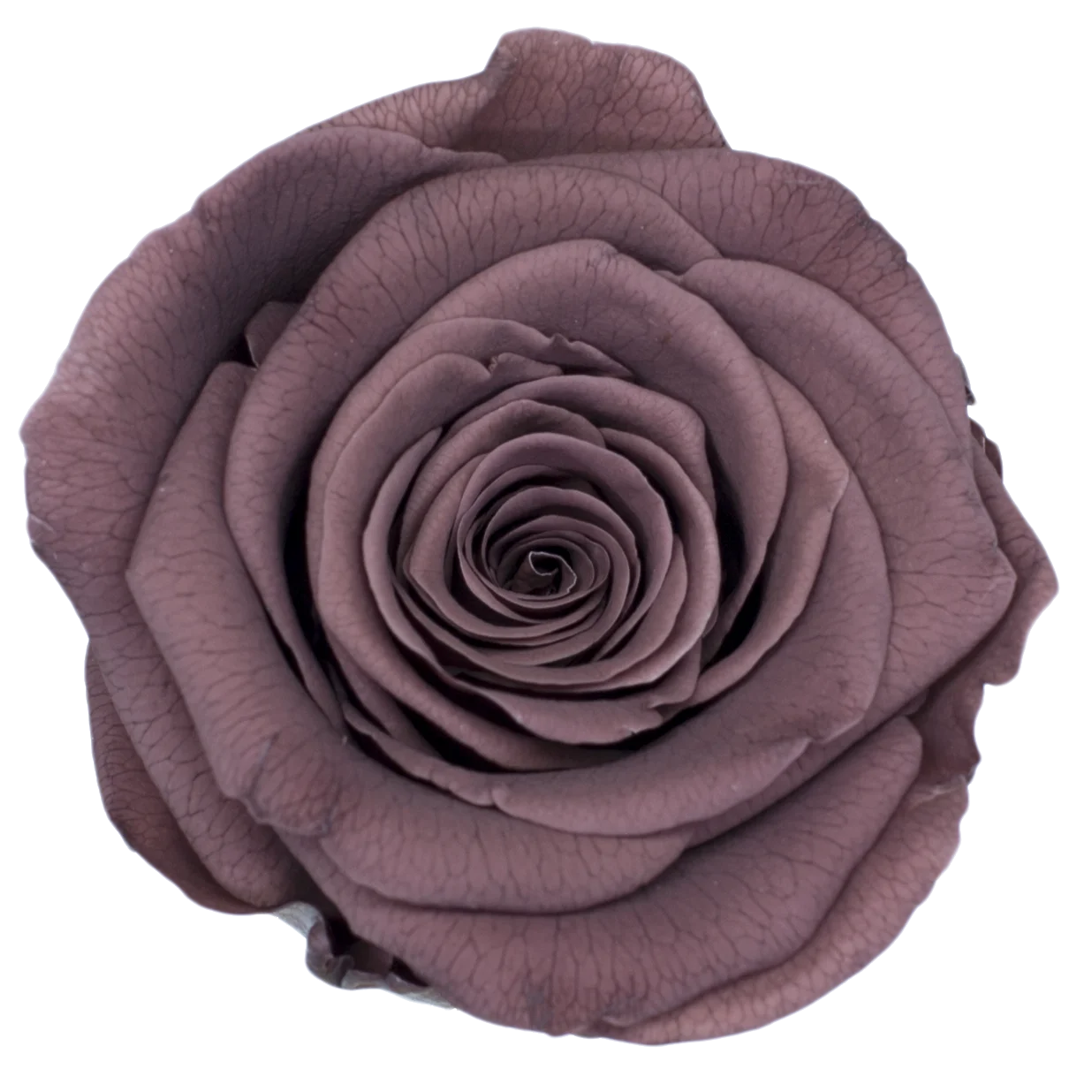 Preserved Natural Real Rose Heads - Immortal and Long Lasting