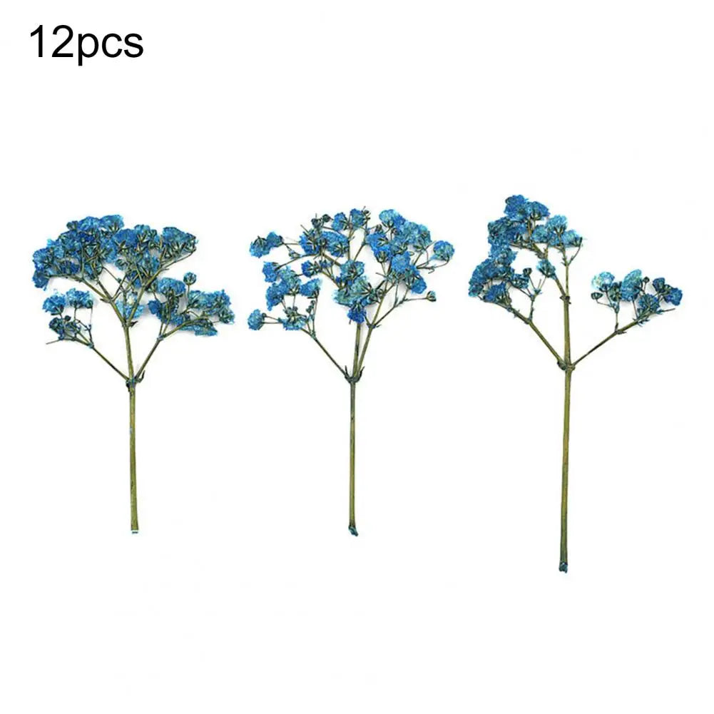 Charming Dried Gypsophila Flowers - 12 Pieces