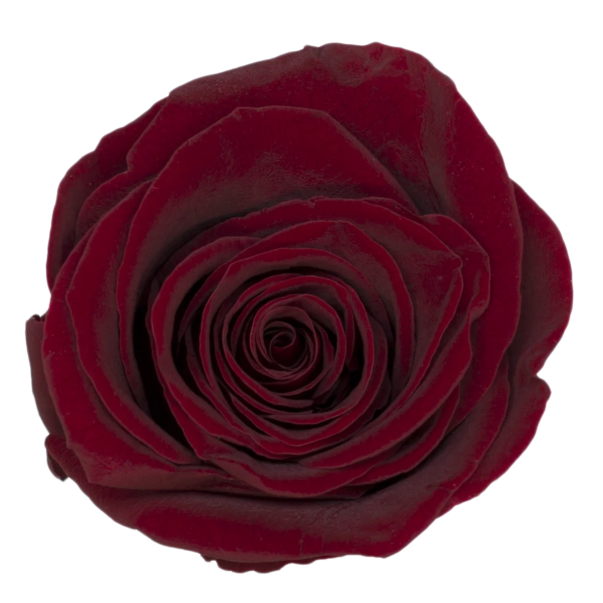 Preserved Natural Real Rose Heads - Immortal and Long Lasting