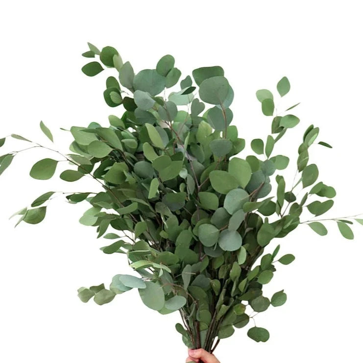 Natural Dry Eucalyptus Leaves - Wedding & Home Decor