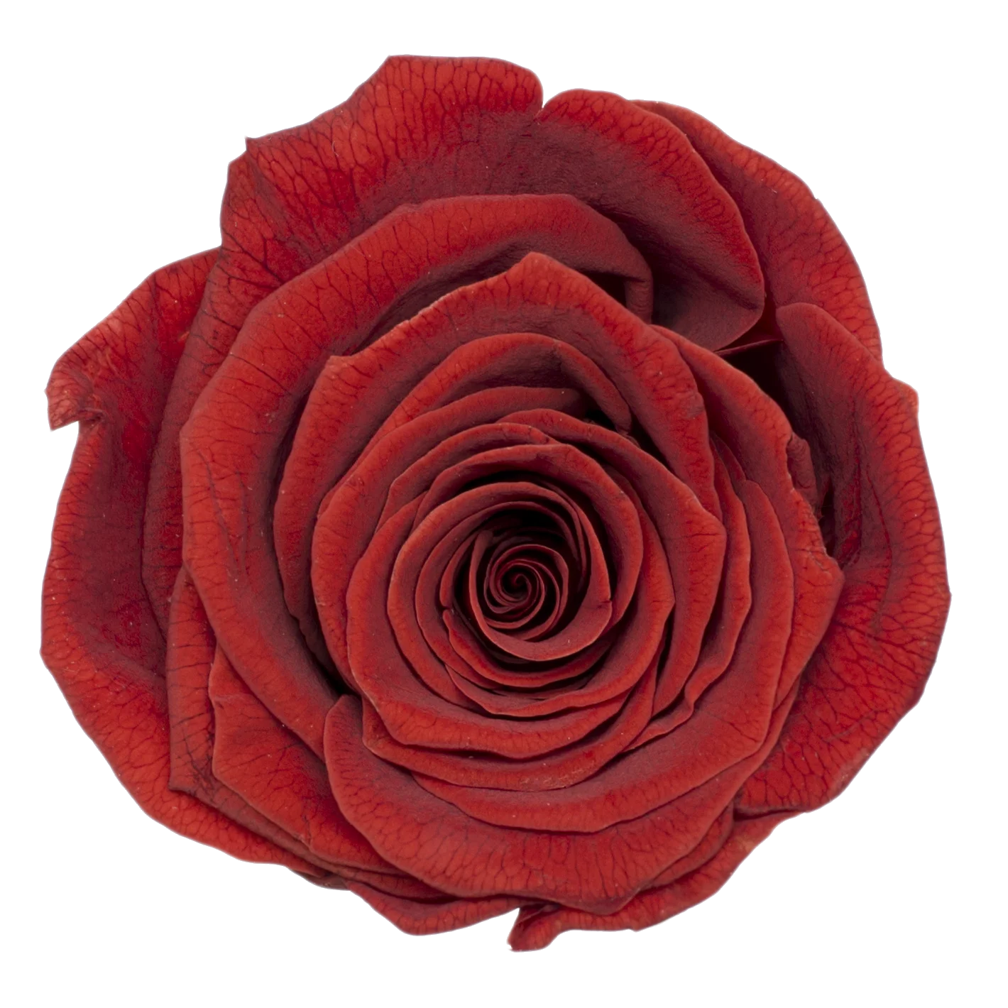 Preserved Natural Real Rose Heads - Immortal and Long Lasting