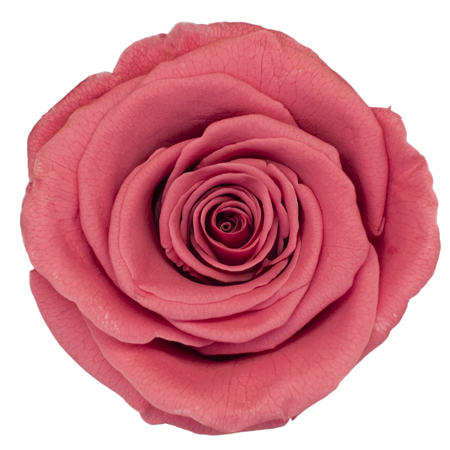 Preserved Natural Real Rose Heads - Immortal and Long Lasting