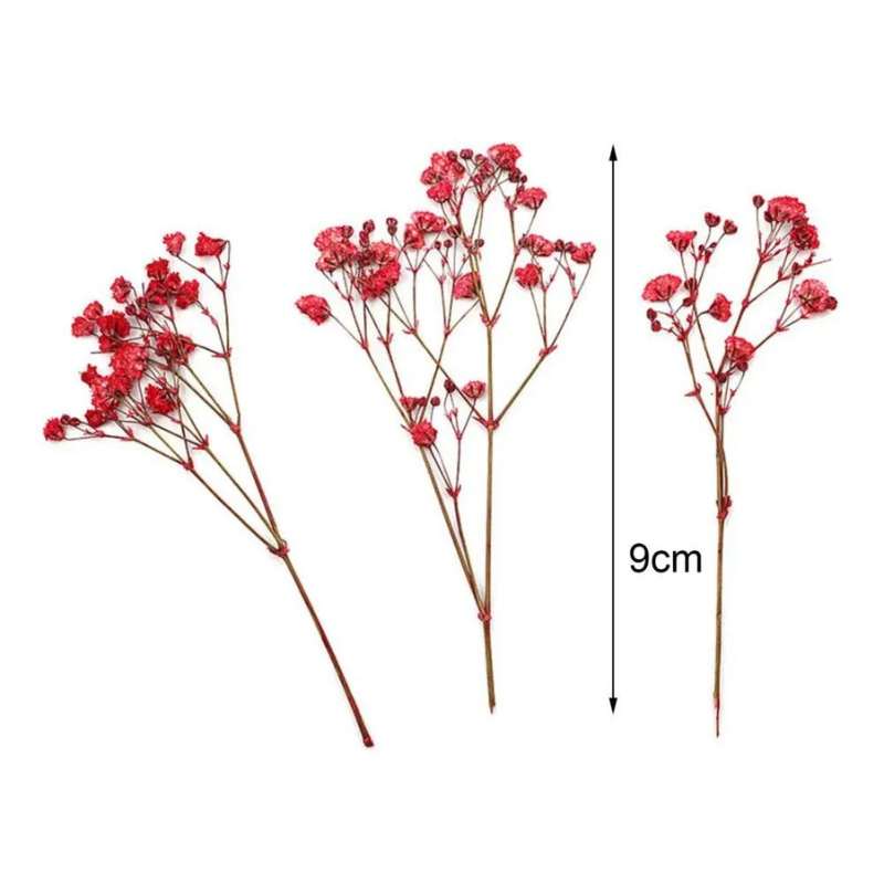 Charming Dried Gypsophila Flowers - 12 Pieces