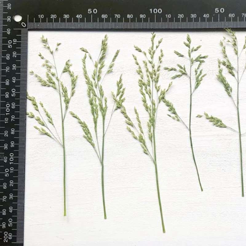 Natural Sparrow Grass Pressed Flowers - 24 Piece