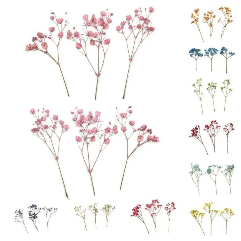 Charming Dried Gypsophila Flowers - 12 Pieces