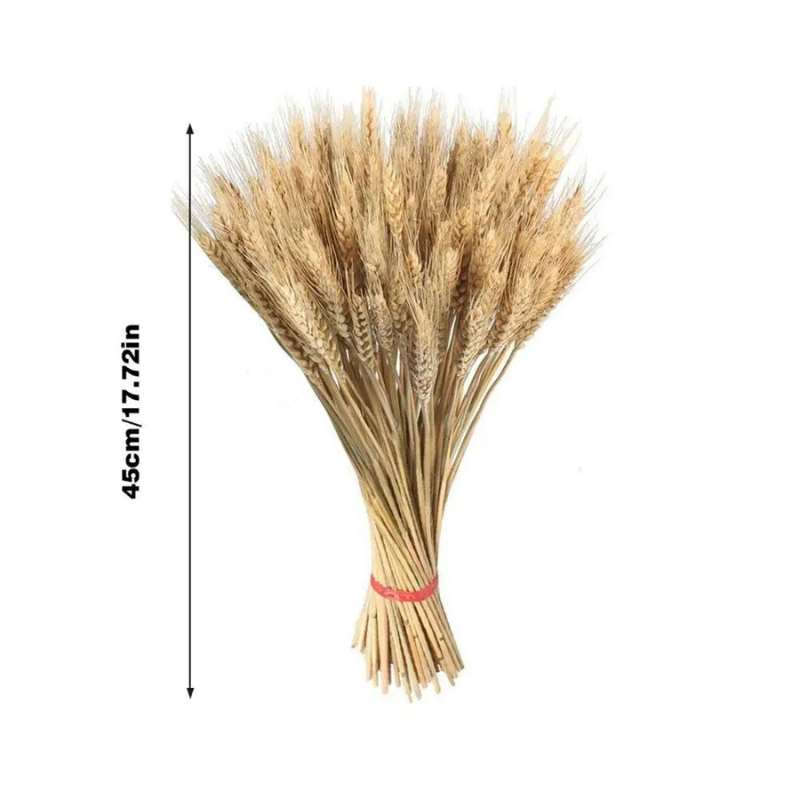 Natural Dried Wheat Stalks - 100PCS