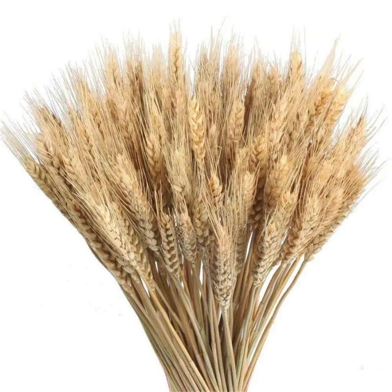 Natural Dried Wheat Stalks - 100PCS