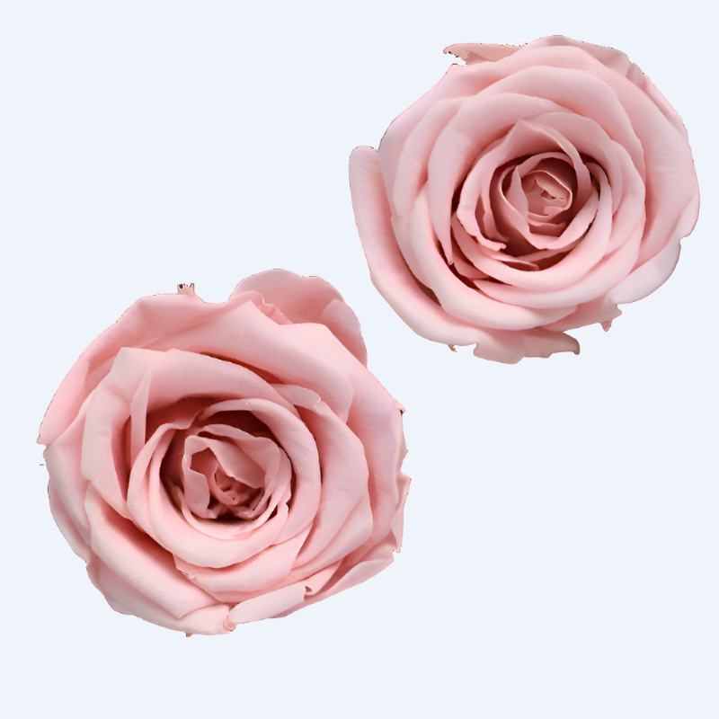 8pcs Eternal Flower Preserved Rose DIY Material