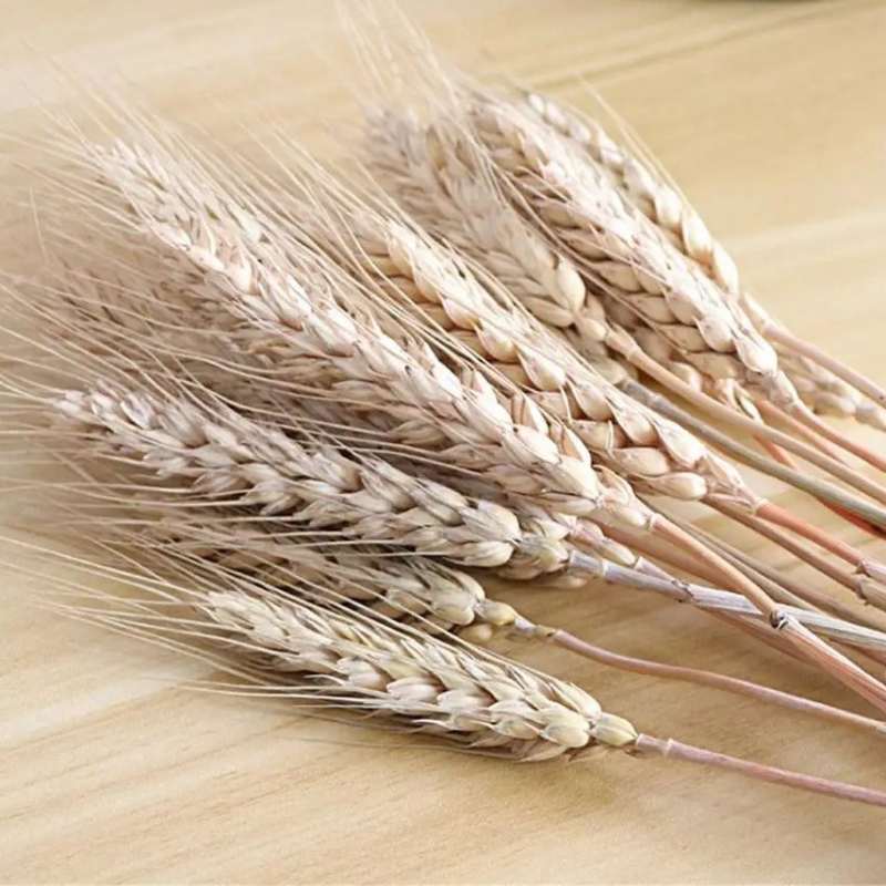 Natural Dried Wheat Stalks - 100PCS