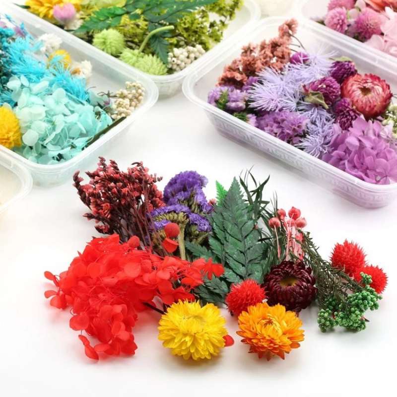 Real Natural Dried Flowers for DIY Crafts